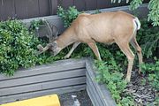 194 - Banff,Lake Louise,Morraine Lake  - IMG_0854